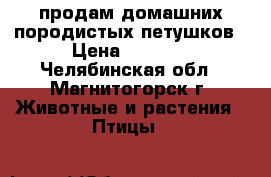 продам домашних породистых петушков › Цена ­ 1 200 - Челябинская обл., Магнитогорск г. Животные и растения » Птицы   